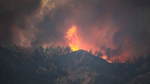 Aufnahme von Feuer im Wald